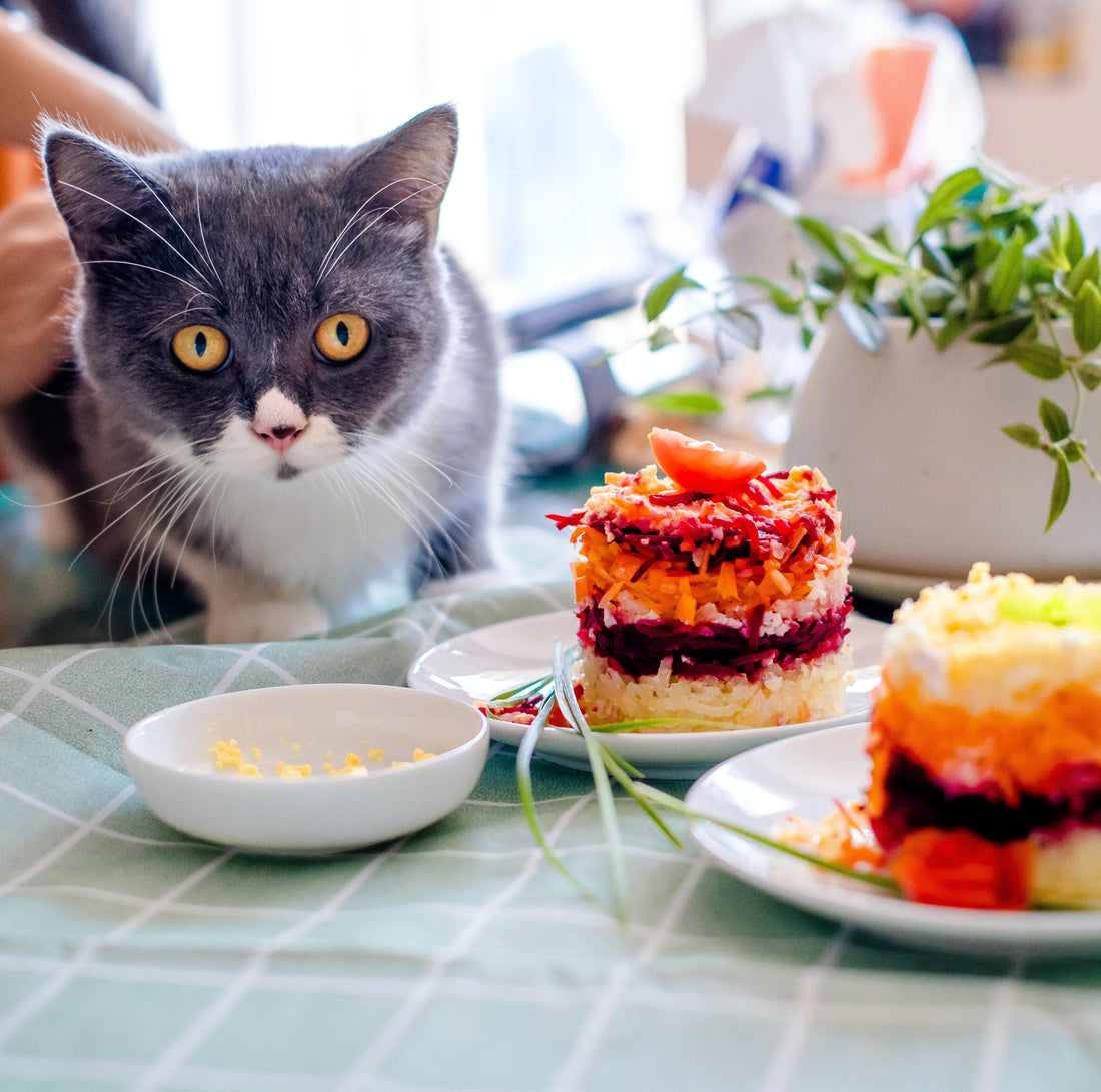 5 BEST CAT FOODS IN THE UK