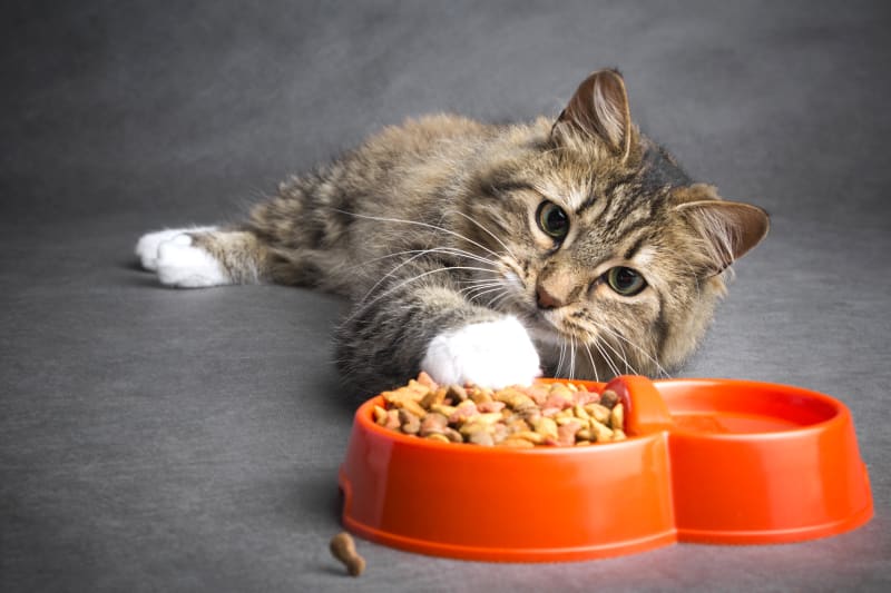 Top UK Cat Foods with No Artificial Additives