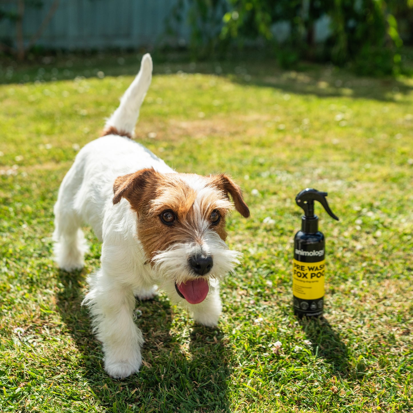 Animology Fox Poo Pre Wash Spray- 250ml