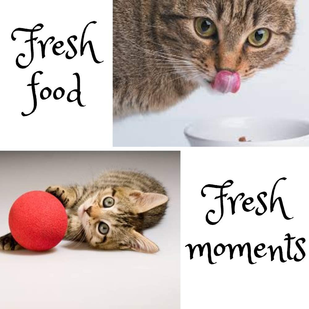 Elevate Your Senior Cat's Golden Years with Nutrient-Rich Chicken Delight