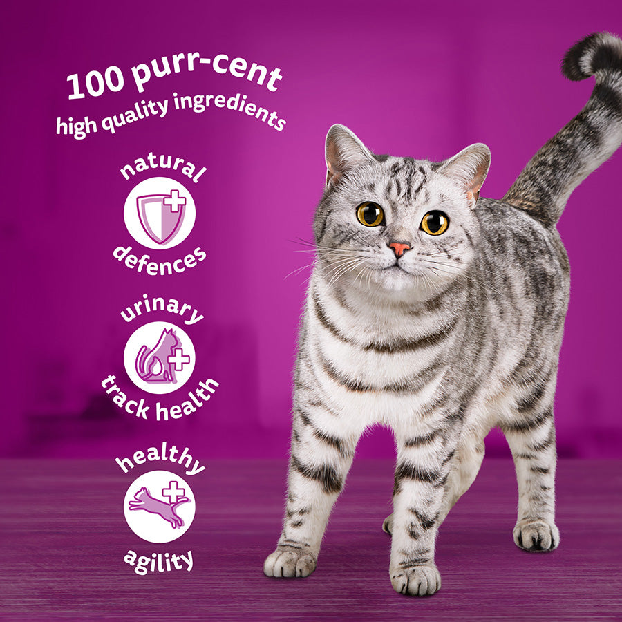Whiskas 7+ Senior Wet Cat Food Fish Favourites in Jelly, (12 x 85g) x 4