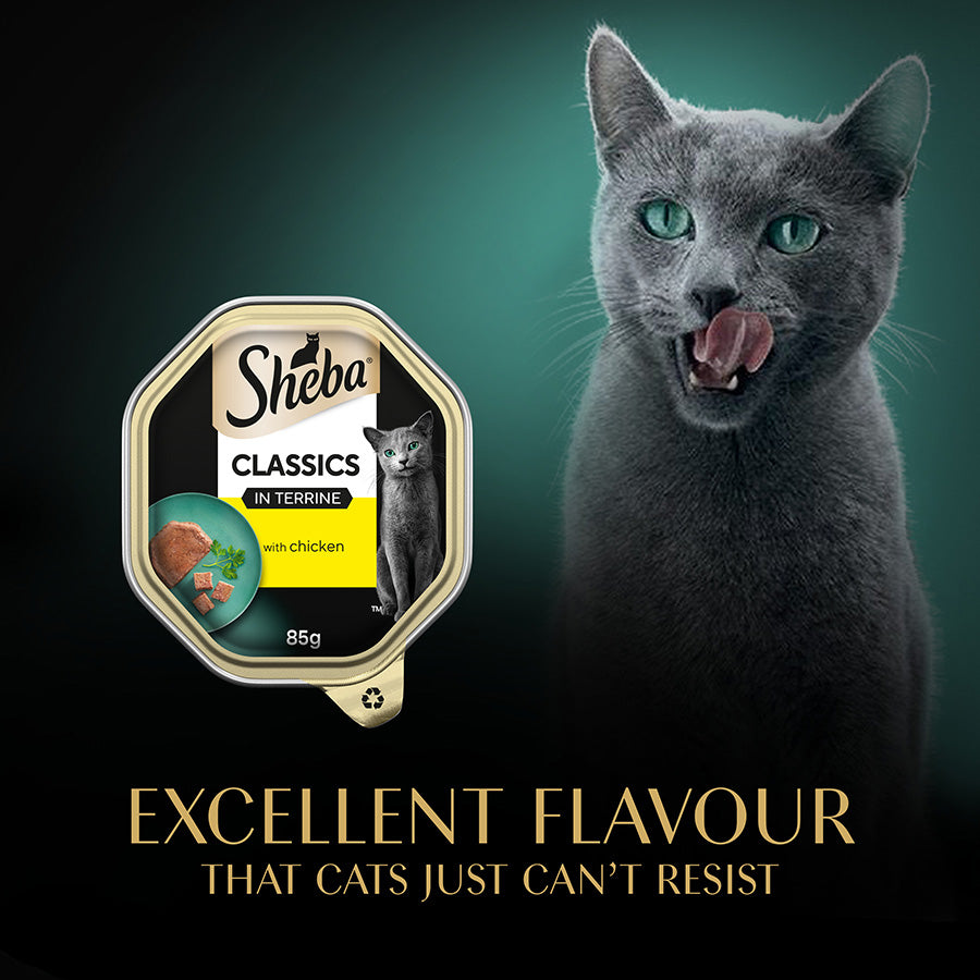 SHEBA Classics Adult Cat Food with Chicken in Terrine Tray ( 85g x 22 )