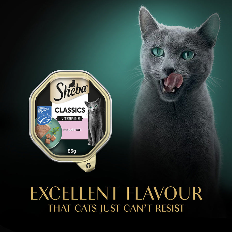 Sheba Classics Wet Cat Food Tray Salmon in Terrine ( 85g x 22 )