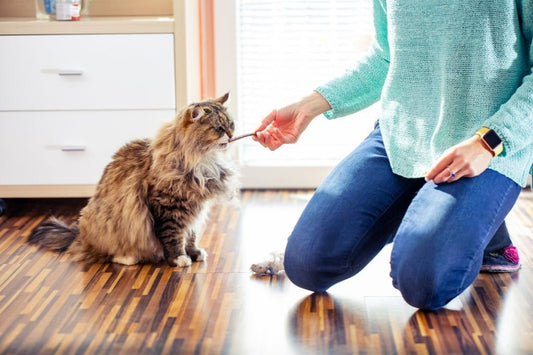 How to Create a Daily Routine for Your Dog or Cat