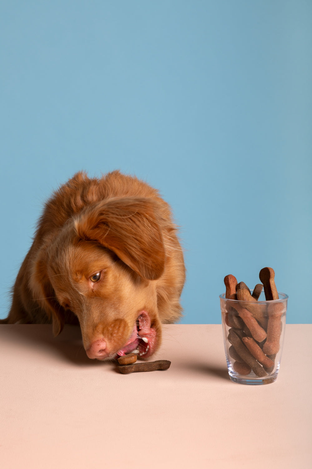 Dog Treats
