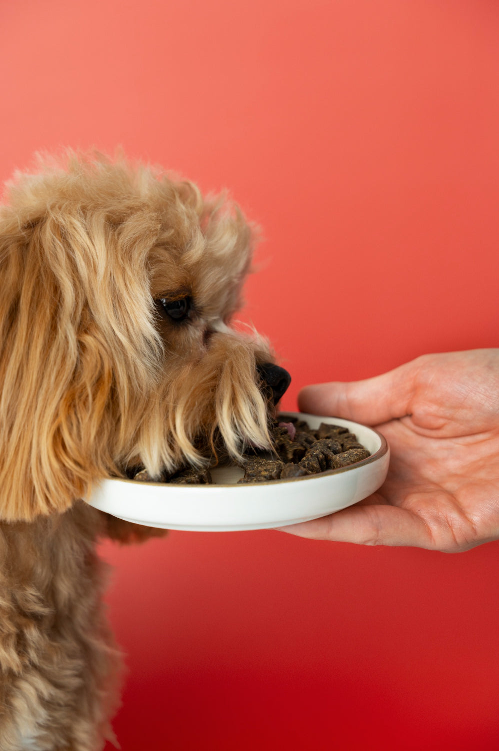 Dog Wet Food