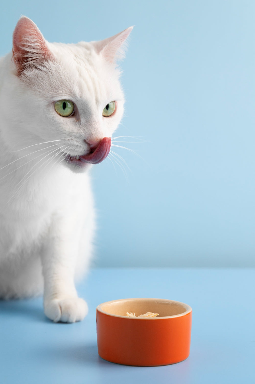 Cat Treats
