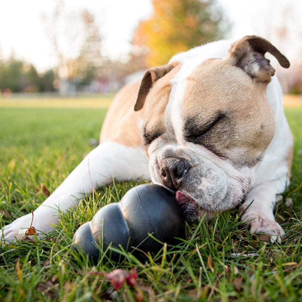 Dog And Cat Toys