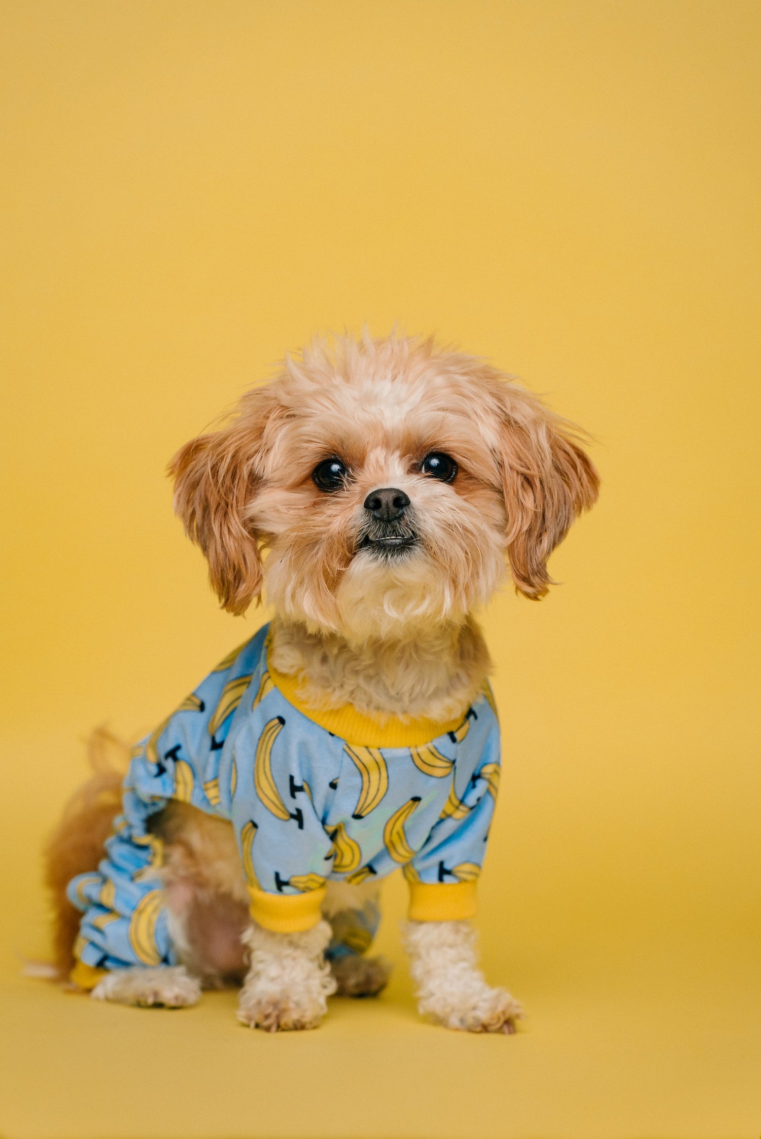 Pets Clothing