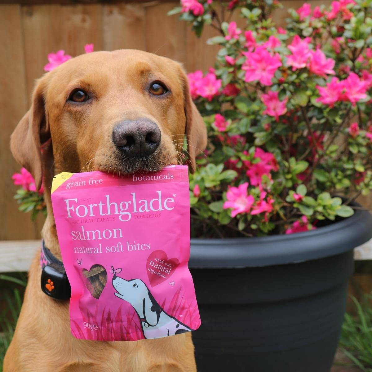 Forthglade Natural Dog Treats - Grain Free Soft Bites Salmon Treats (8 x 90g)