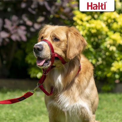 HALTI Headcollar, UK Bestselling Dog Head Harness to Stop Pulling on the Lead, Easy to Use, Padded Nose Band, Professional Anti-Pull Training Aid for Medium Dogs