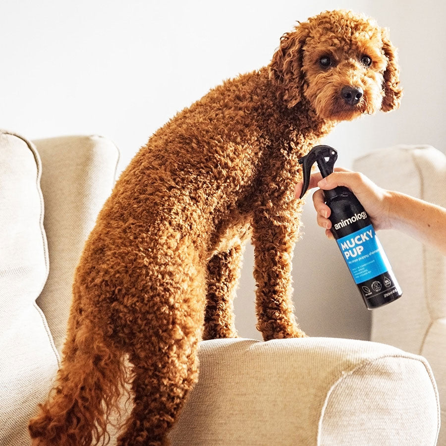 Animology Mucky Pup Shampoo - Puppy shampoo spray 250ml