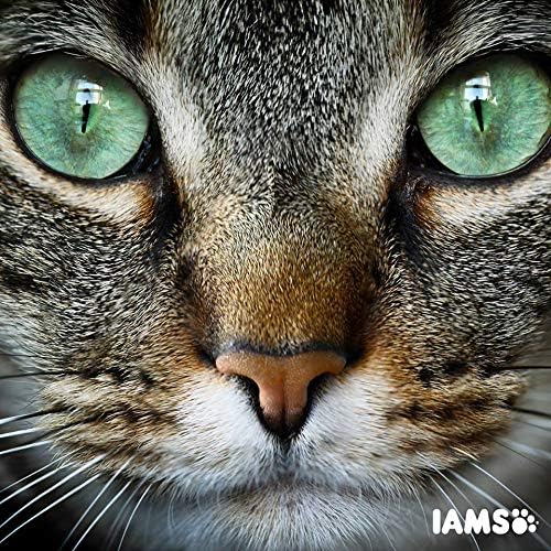 IAMS Adult Dry Cat Food Lamb 2kg  or 2kg pack of 2. IAMS Adult Dry Cat Food Chicken 10kg